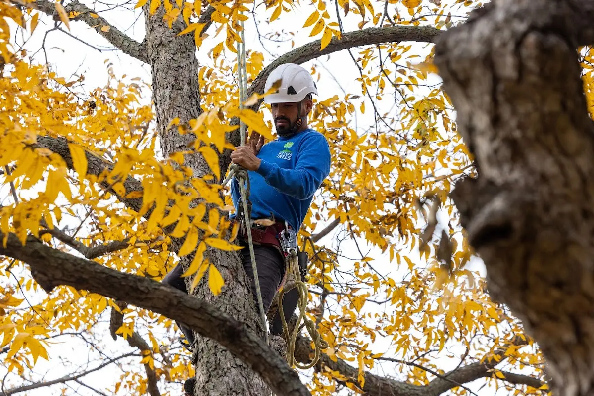 Skilled Tree Pruning crew working in Charlotte